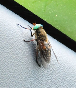 五輪招致、「東京が安全ならいいのか」【福島・いわき発】