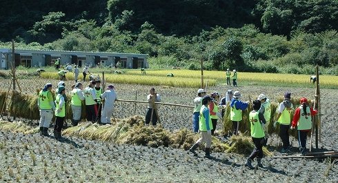 稲刈りは晴天の下で行われた＝2013年9月24日、大槌町小鎚の小鎚第5仮設団地
