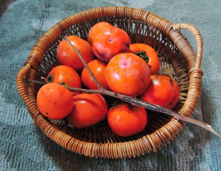 会津といわきの甘柿を食べた【福島発】