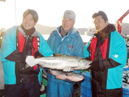 水揚げされたサケを披露する左から露木晴雄さん、小石道夫さん、松下隆夫さん＝2013年11月14日午前6時30分、大槌港の魚市場