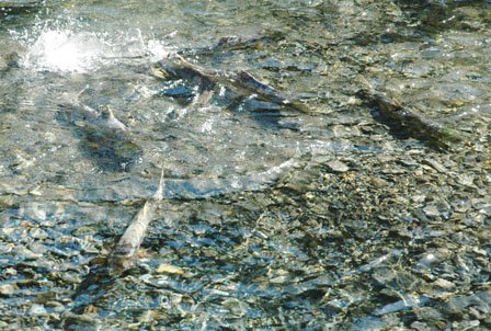 母なる川にサケ戻る【岩手・大槌町から】（18）