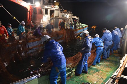 昨シーズンに2年ぶりに再開された秋サケ定位網漁＝2012年11月14日、大槌湾