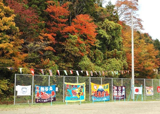 グラウンドで華やかさを競い合う紅葉と大漁旗＝2014年11月2日、大槌町の大槌小・中学校仮設グラウンド
