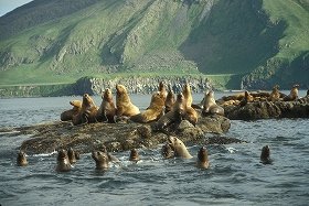 北海道で大食漢トドの漁業被害広がる　「駆除枠制限」で威嚇射撃しかできず、打つ手なし