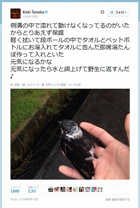 野鳥保護を告白したツイート