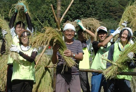 昨年秋の稲刈りは地元やボランティアの人たちで行われた＝2013年9月24日、大槌町小鎚