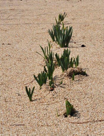 除染後の更地から芽生えたスイセン【福島・いわき発】