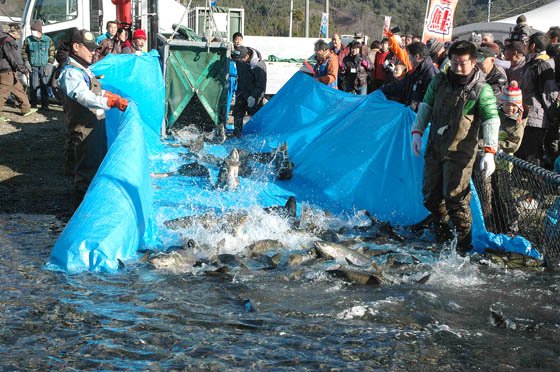 天然のいけすに放流されるサケ＝2014年12月7日、大槌川河川敷