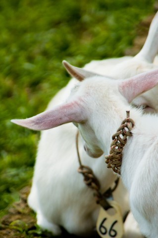 「イスラム国」真似して殺人練習？　「中学生がヤギ襲撃」の衝撃