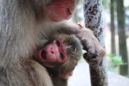 「シャーロット」と名付けられた赤ちゃんザル（高崎山自然動物園提供）