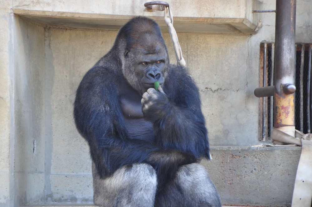 イケメンゴリラ アイドル並みの大人気 東山動植物園だけでなく上野動物園にもいた J Cast ニュース 全文表示
