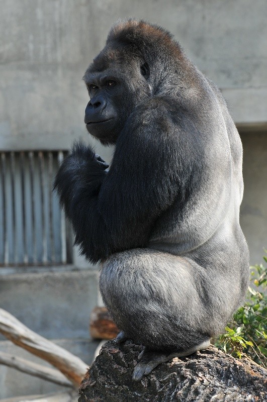 2007年6月27日に東山動植物園に来園したシャバーニ君。(写真：東山動植物園提供)