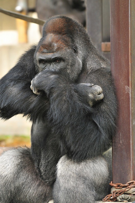 群れのリーダーを務めるシャバーニ君。(写真：東山動植物園提供)