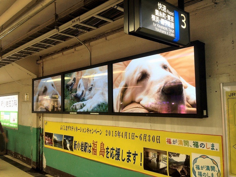 液晶画面にはかわいい動物の映像が