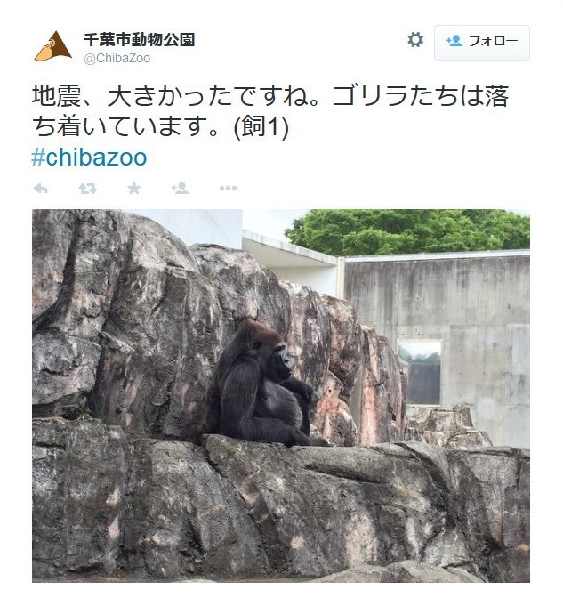 強い地震にもゴリラ、「平常心」で全く動じず　ミーアキャットは一斉に岩に登って...