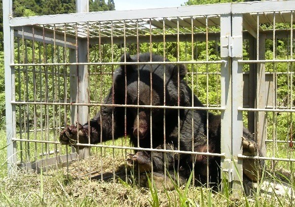 三重県内で捕獲されたツキノワグマ（三重県提供）