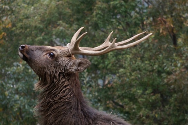 ジビエ料理は安全に調理して食べれば健康面でメリットも大きい