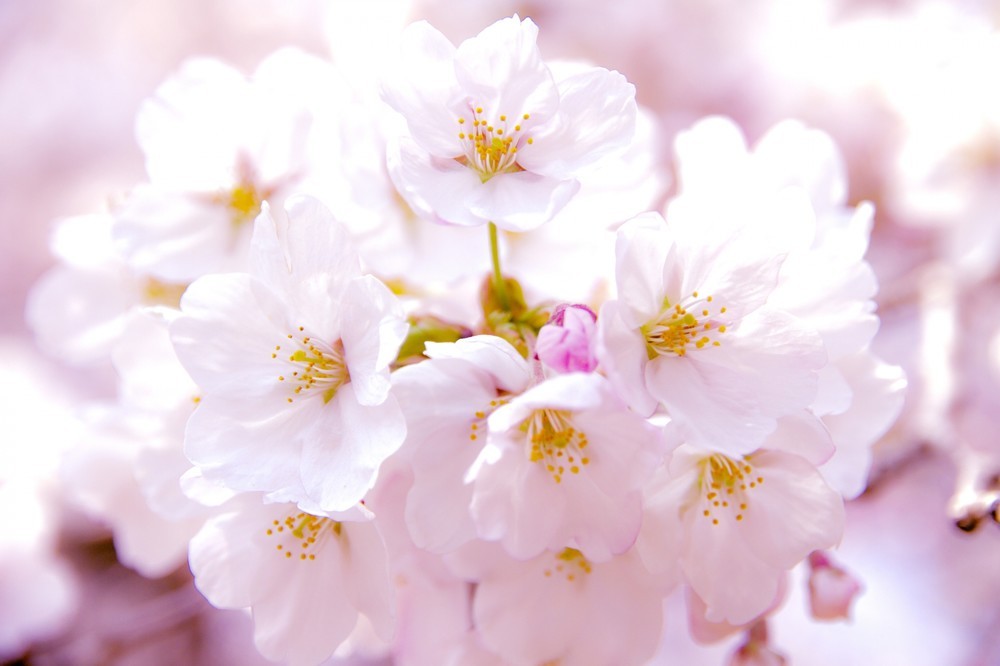 桜は日本軍国主義の象徴と主張　植樹の是非を巡り韓国と外交戦？