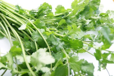 パクチー好きELT持田が口ぽかん　匂い成分、カメムシと「同じ」