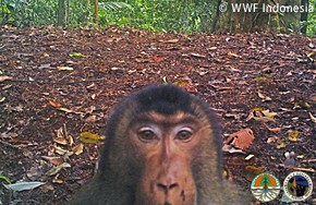 野生動物がカメラ目線で訴えるものは？　WWFの「自撮り」写真公開