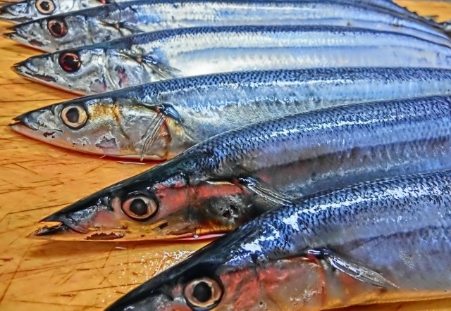 資源半分になった「庶民の味」サンマ　いよいよ漁獲制限に突入か　