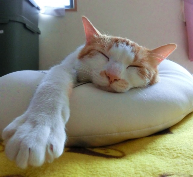 「職場で昼寝」でも怒らないで　かえって仕事はスイスイ 、推奨する企業も登場