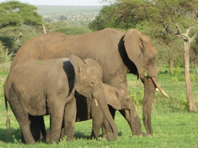 寿命は長く、細胞数は人間の100倍　それでも「がん」にならないゾウの秘密