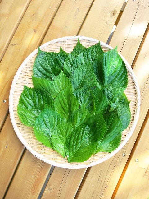 健康オイル「えごま油」に新たなパワー発見　「肝細胞のがん化予防」名古屋市立大が研究