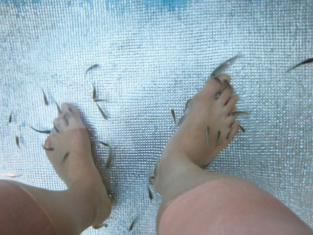 日本でも人気、皮膚をきれいにするドクターフィッシュ　海外ではアトピー治療の一方、感染症恐れ禁止する国も