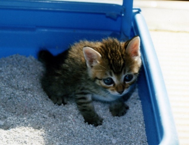 「しゃがんで用を足す」がポイント