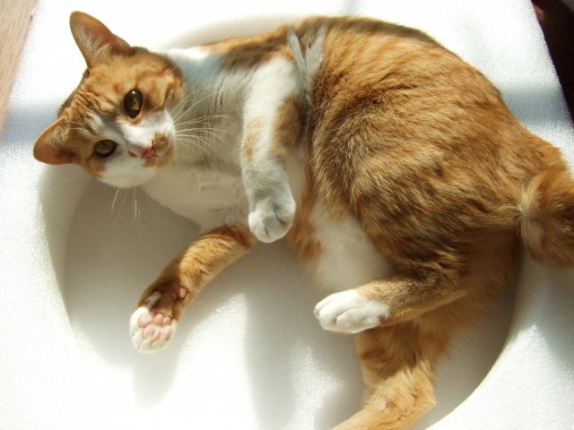 ペットに初のメタボ基準　飼い主と仲良く太り過ぎ対策