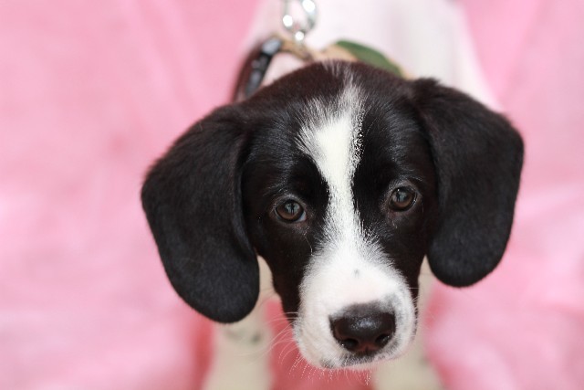 世界初、イヌが体外受精で代理母出産　新技術「ヒトの病気治療」に応用も