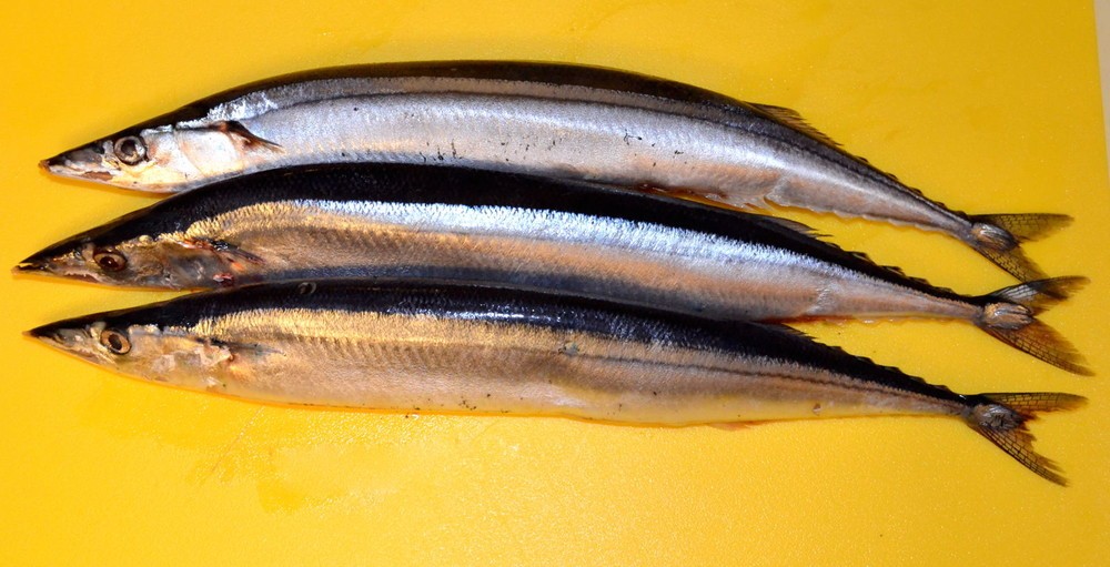 「魚の体脂肪計」が話題　脂のノリも一目瞭然