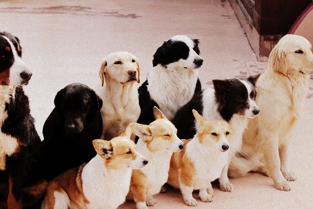 イヌの仲間同士の絆が感動的　最新の2つの研究でわかった「無償の愛」