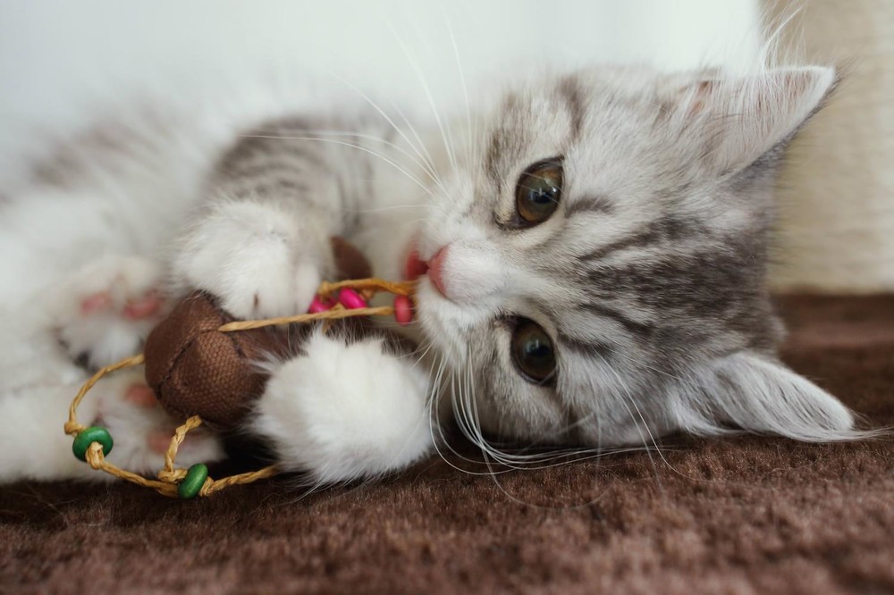 ネコにチョコレート食べさせた に愛猫家仰天 Tbsに ネコが死ぬぞ 放送を止めてくれ J Cast ニュース 全文表示