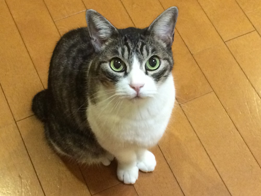 「猫は不妊・去勢手術して屋内飼い」 新潟県条例に「虐待だ」と愛猫家噛みつく