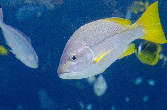 沖縄の砂浜に「寒波異変」　仮死状態の魚が取り放題！