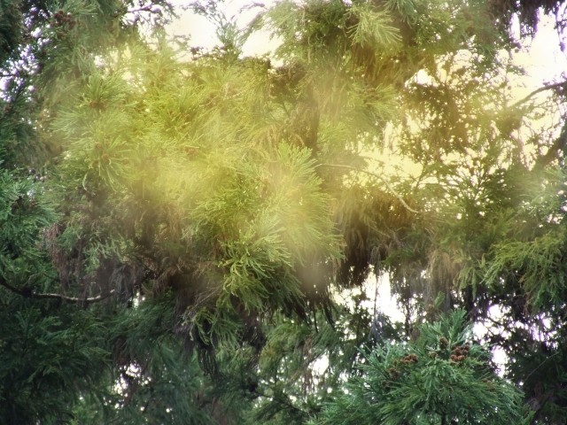 日本人の3人に1人はアレルギー疾患　花粉症の意外な症状から大病に