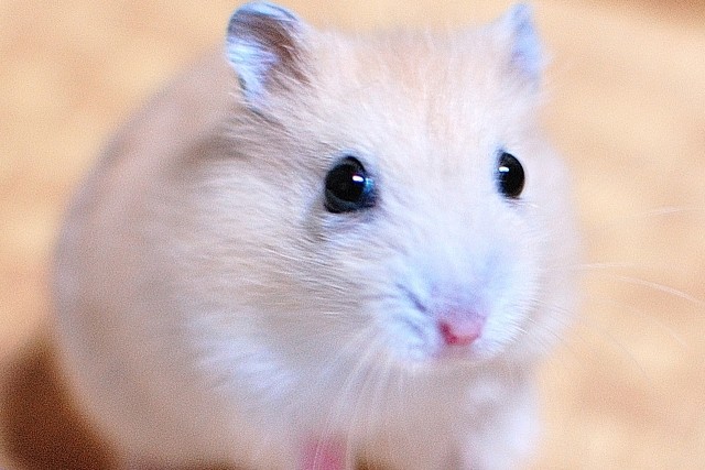 人間以外で性行為を見たがる動物　繁殖とは関係なしの「好き者」