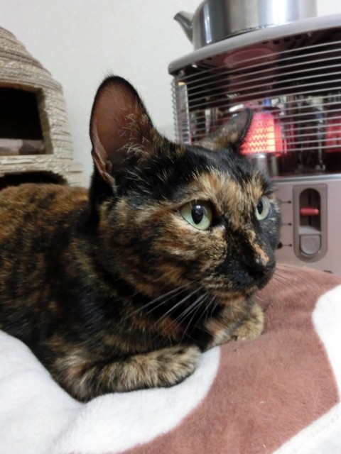 冬場は気をつけたい足元の冷え　部屋の中の温度差が脳卒中に