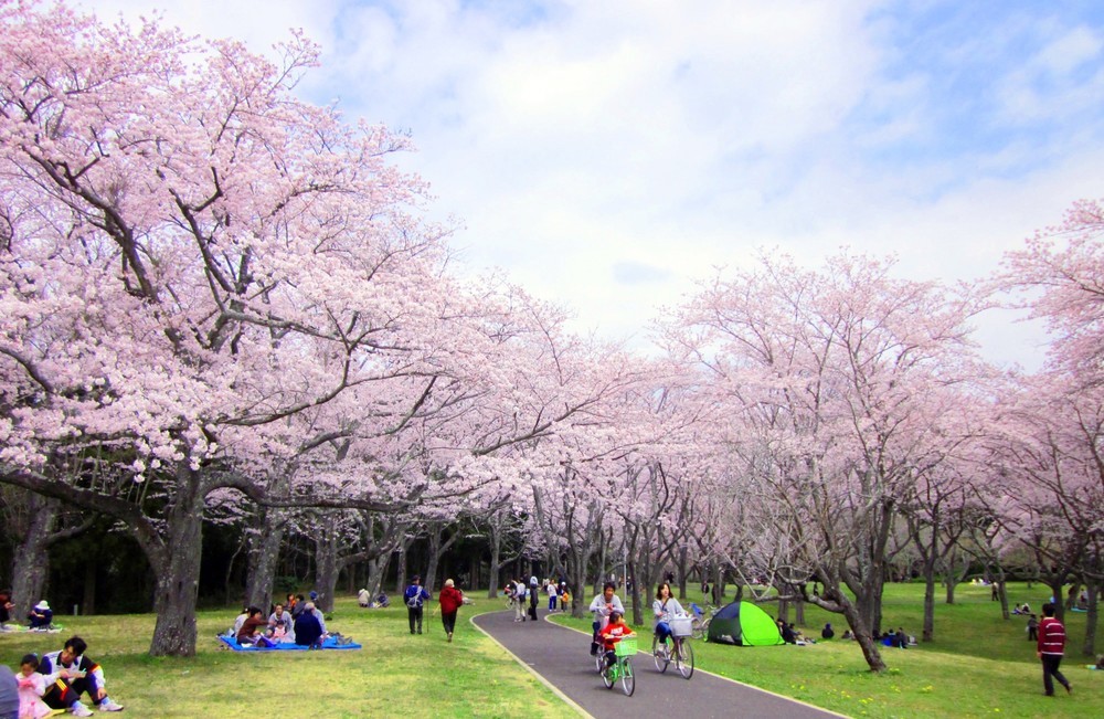 花見で横浜の公園半分以上を5日間「場所取り」 ネットで非難殺到して「謝罪」「撤退」した大企業