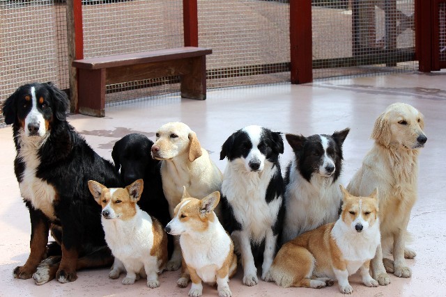 熊本地震で被災ペットを救う活動が続々始まる　いざという時の犬猫「備蓄用品」と避難方法は