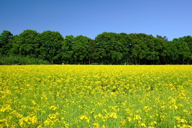 「撮り鉄」によって真岡鉄道の線路脇の菜の花畑が荒らされた。「もう来ないで下さい」との訴えに批判も(写真はイメージ)