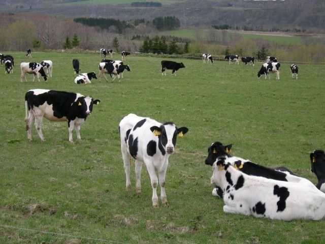 バター品薄は「農協」の既得権のため？ 「生乳」流通自由化をめぐる政府案が波紋