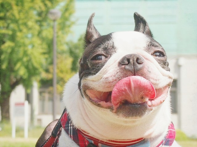 犬の散歩　1人で散歩するより2倍のリラックス効果　「幸せホルモン」分泌で人も犬もハッピー