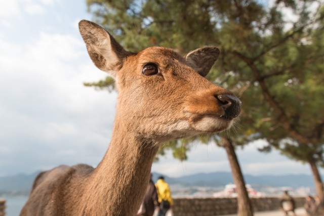 シカの食害に苦しむ滋賀県。しかしココイチの鹿肉カレーは美味いらしい(写真はイメージ)