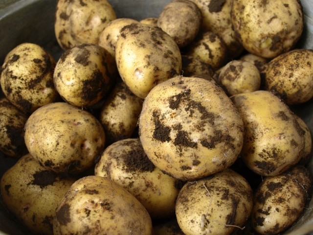 ジャガイモリスクは糖尿病だけじゃない　血糖値急上昇で高血圧につながる