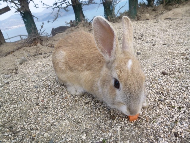 ウサギ ジャンボ