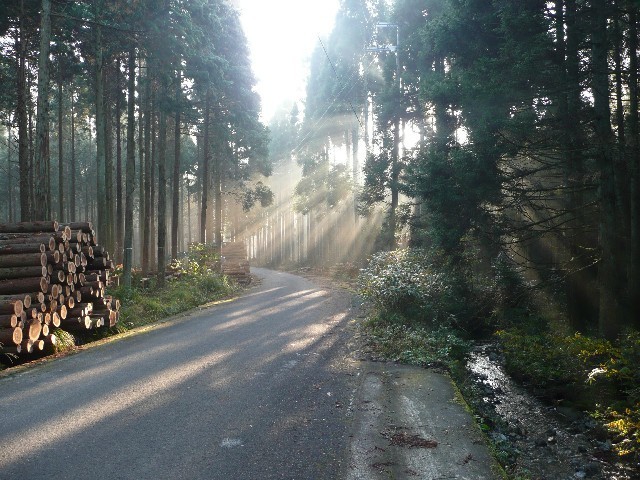 北海道の山林で行方不明になっていた男児が6月3日朝、無事保護された（写真はイメージ）