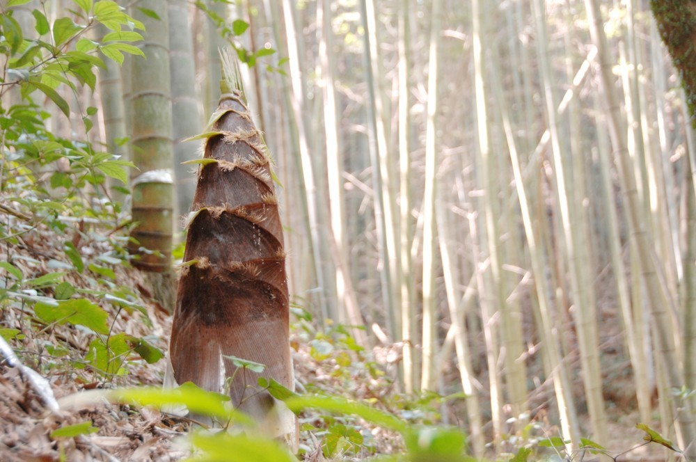 クマは怖いが やめられない タケノコ狩り 秋田で被害が相次ぐ食文化事情 J Cast ニュース 全文表示